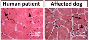 Great Danes Discovery Helps To Unravel Centronuclear Myopathy